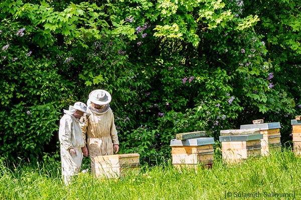 Farbfoto: zwei Imker kontrollieren Bienenstöcke