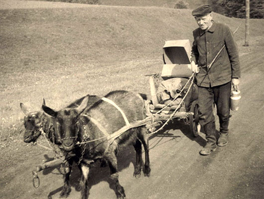 sw Foto: Bauer führt Karren ziehende Ziegen an der Leine - 1920