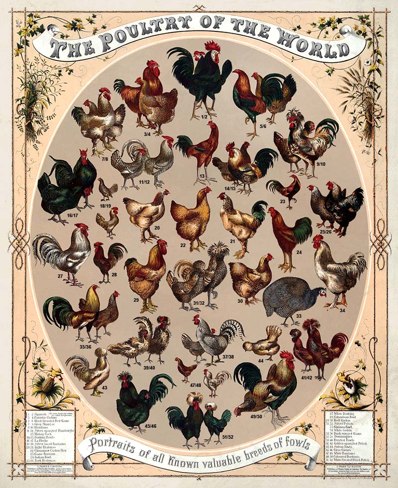 Farblitho: Übersicht über bekannte Hühnervögel - 1868, USA