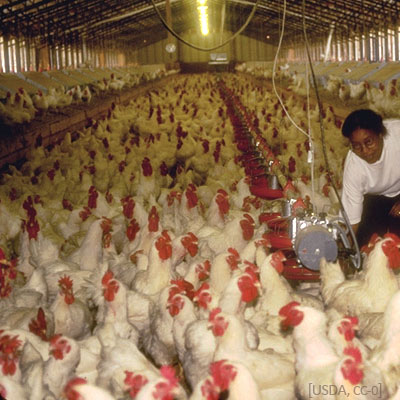 Farbfoto: Hühner in Stall mit Bodenhaltung - 2007, USA