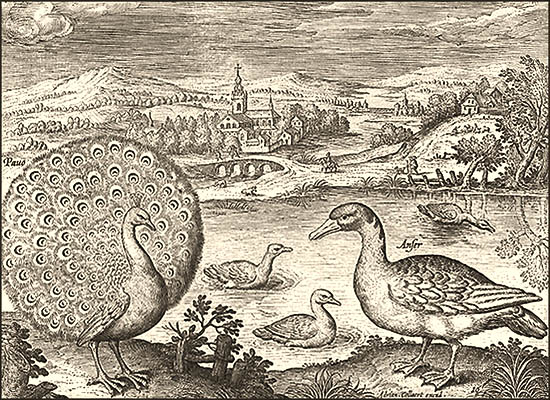 Kupferstich: Pfau, Enten und Gänse am Fluß ~1600