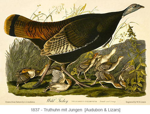Aquatinta: wildes Truthuhn mit Jungen - 1837
