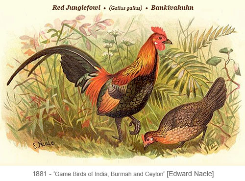 Farblitho: wildes asiatisches Bankivahuhnpaar - 1881