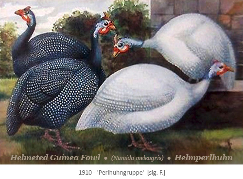 Aquarell: 2 dunkle + 2 helle Perlhühner im Freien - 1910
