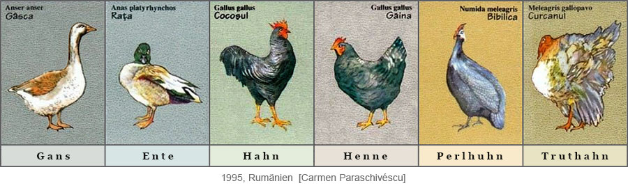 Farbdrucke: Gans, Ente, Hahn, Henne, Perlhuhn, Truthahn - 1995, Rumänien