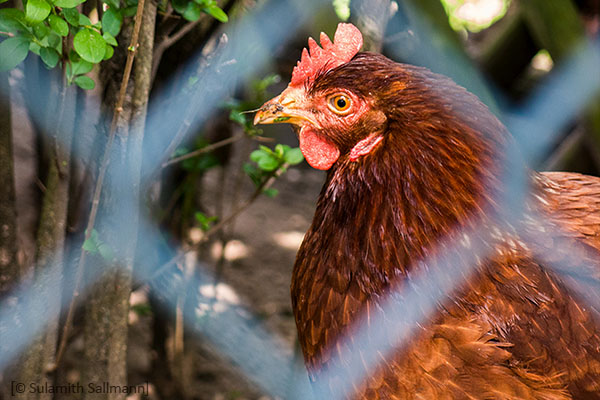 Farbfoto: Nahaufnahme vom Kopf eines Huhns - 2014