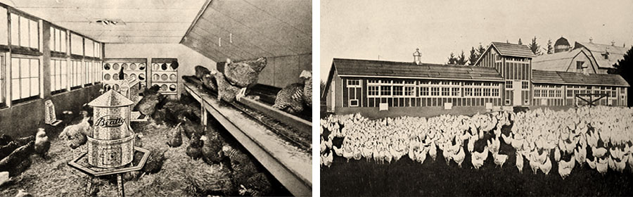 sw Fotos: Stallinneres und Auslaufbereich einer kanadischen Hühnerfarm - 1939