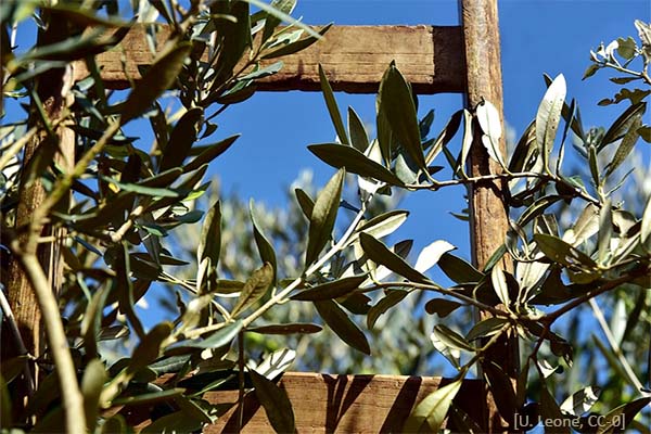 Farbfoto: obere Sprossen einer Holzleiter im Olivenbaum - 2018, Italien