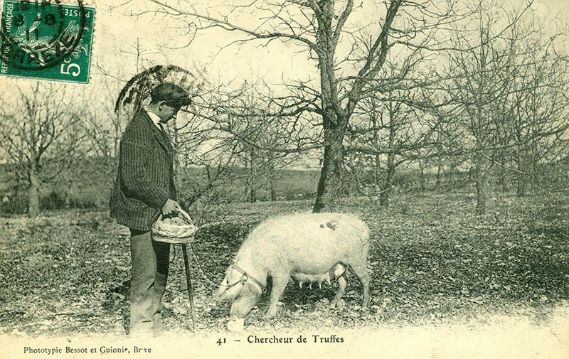 sw-Foto: Trüffelsucher mit Schwein
