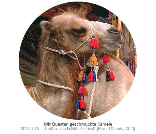 Farbfoto: mit Quasten geschmückte Kamele - 2002, USA