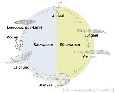schematische Darstellung: Lebenszyklus des Aals - 2006, Island