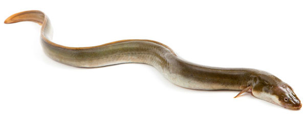 Farbillu: sich dahin schlängelnder Aal