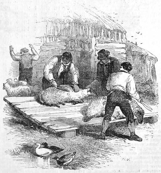 Männer scheren Schafe auf einem Holzpodest