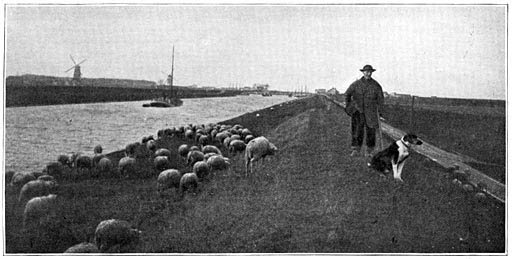 sw-Foto: Schäfer mit Schafen auf einem Damm entlang eines Kanals