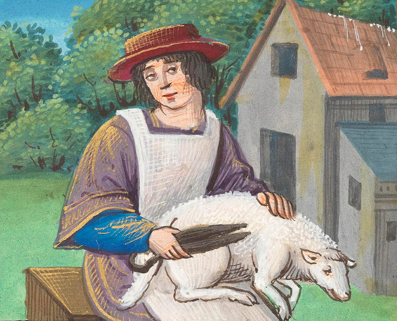 Mann hat Schaf auf seinem Schoß und schert es