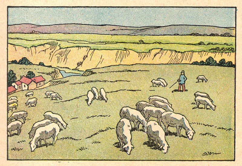 illu: Schafe hüten