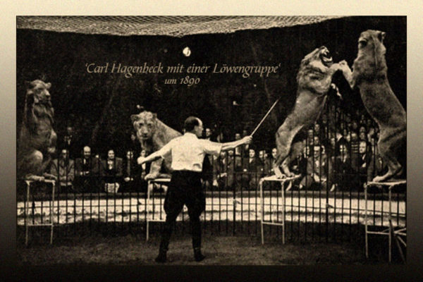 sw Postkarte: Dompteur Carl Hagenbeck mit Löwen im Zirkus ~1890