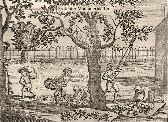 Kupferstich: Ernte der Maulbeerblätter - 1695