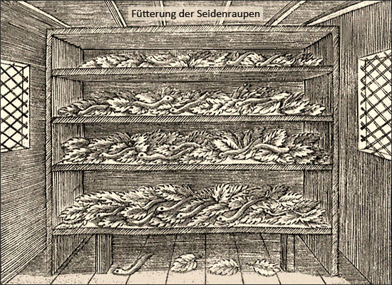Kupferstich: Fütterung der Seidenraupen - 1695