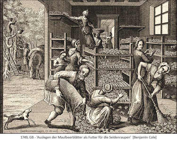 Kupferstich: Auslegen der Maulbeerblätter als Futter für Seidenraupen - 1749, GB