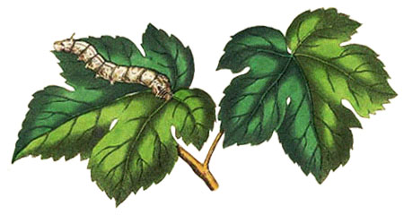 Farblitho: Seidenraupe auf Maulbeerblatt - 1850