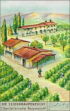 Sammelbild: Maulbeerplantage und Farmhäuser - 1937