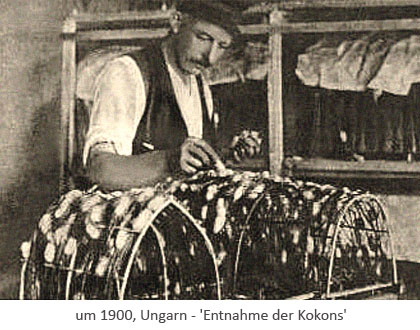 sw Foto: ungarischer Seidenzüchter bei Entnahme fertiger Kokons ~1900