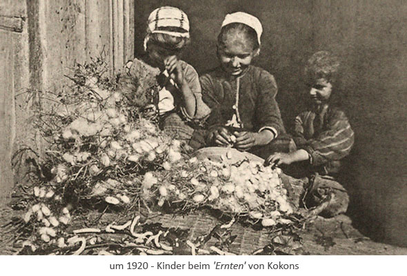 sw Fotopostkarte: 3 Kinder sammeln Kokons ein ~1920