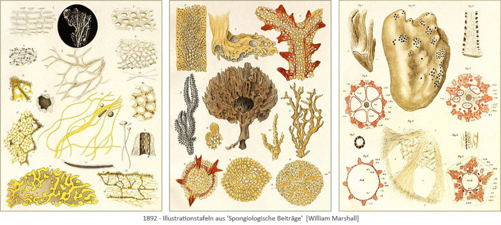 3 farbige Illustrationstafeln: diverse Schwammformen und -strukturen - 1892