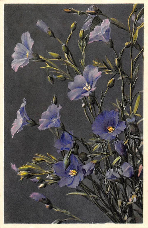 Pflanze: blaue Blüten