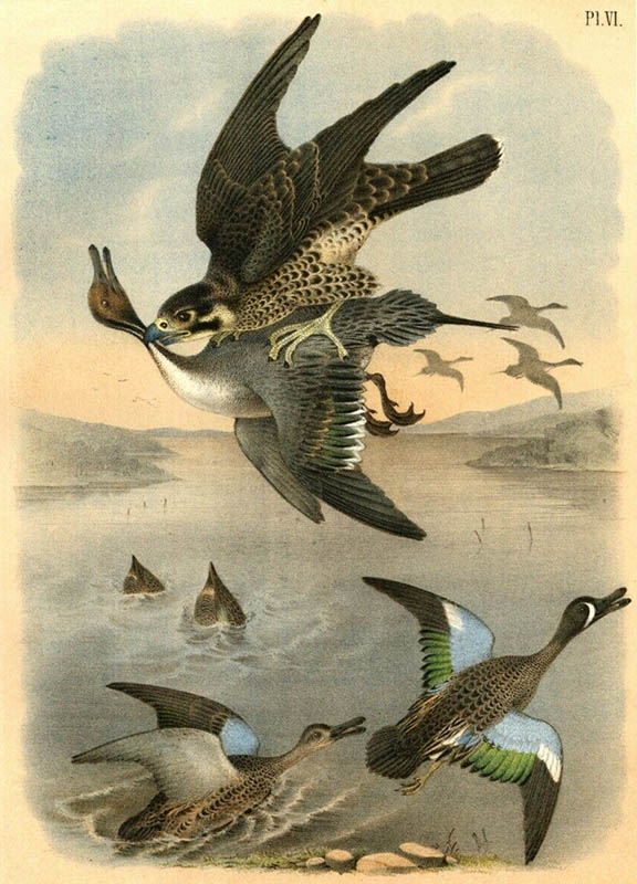 Falke jagt Enten